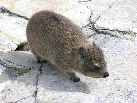 Kleine Tiere