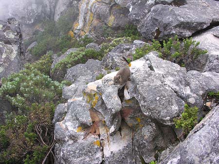 Klippen bei Kapstadt Foto 