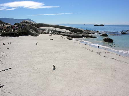 Foto Pinguine am Strand - 