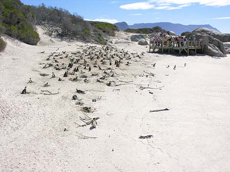 Pinguine am Strand Foto 