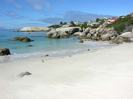 Foto Pinguine am Strand