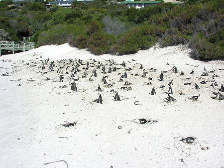 Pinguine am Strand Fotos