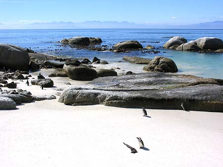 Pinguine am Strand Foto 