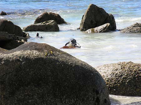 Pinguine am Strand