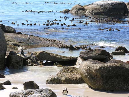 Foto Pinguine am Strand - 