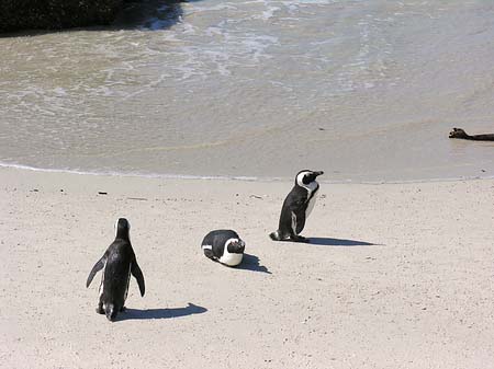 Fotos Pinguine am Strand