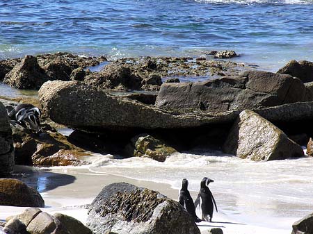 Pinguine am Strand Fotos