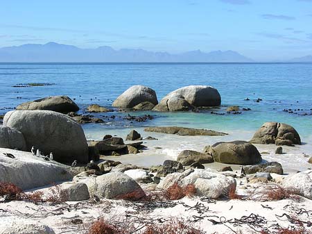 Fotos Pinguine am Strand