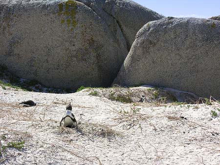 Pinguine am Strand