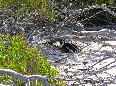 Foto Pinguine am Strand - 