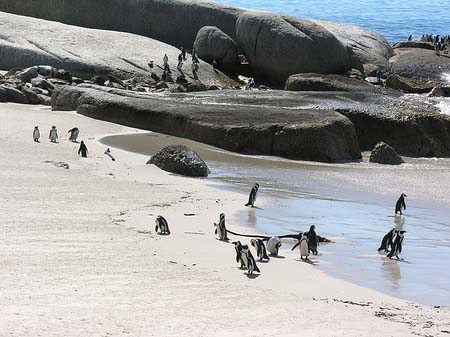 Pinguine am Strand Fotos