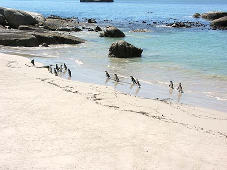 Pinguine am Strand Foto 