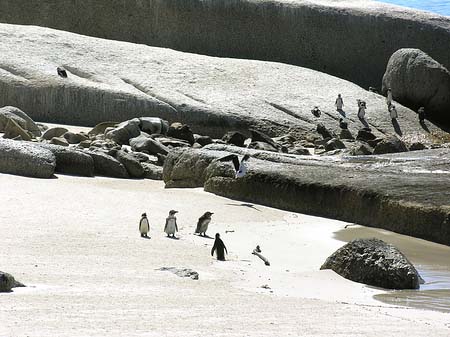 Pinguine am Strand