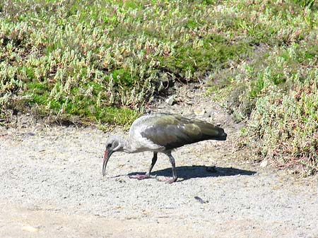 Foto Vögel - 